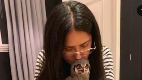 След кучето от България, Салма Хайек си взе сова