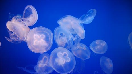 Лекува ли урината жилване от медуза?