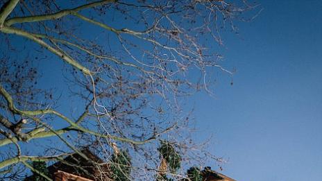 Къща на дърво в градската джунгла