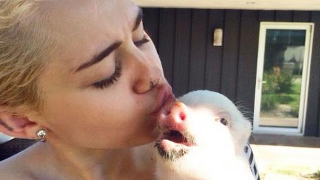 Майли Сайръс ходи на СПА с прасенцето си