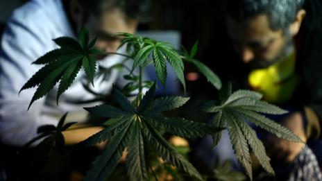 Може ли канабисът да подобри паметта?