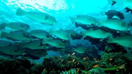 10-те най-добри места за гмуркане