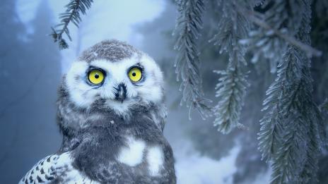 Кое животно си според индианския хороскоп (2 част)