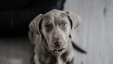 Учени: Кучето усеща, когато сте стресирани