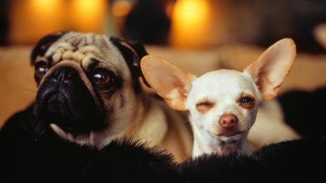 10-те най-подходящи породи кучета за малък апартамент