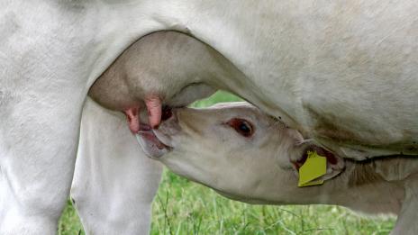 Как помага коластрата на атлетите