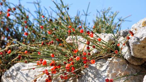 Ефективни билки за отслабване