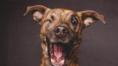 Кучета в ролята на модели