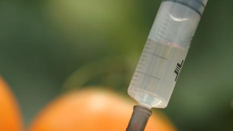 По какъв начин вредят генномодифицираните храни?