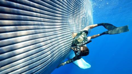 Уникално морско преживяване в Кралство Тонга