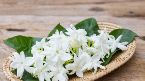 5 растения, които се грижат за добрия сън