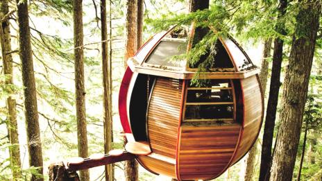 Тайна виличка върху дървото