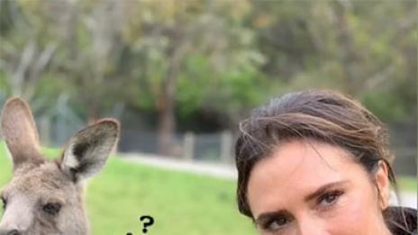 Напук на слуховете: Виктория и Дейвид се забавляват в Австралия