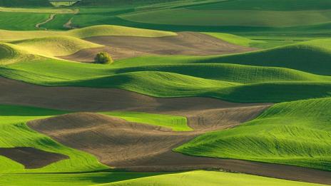 Изумрудените поля на Палос