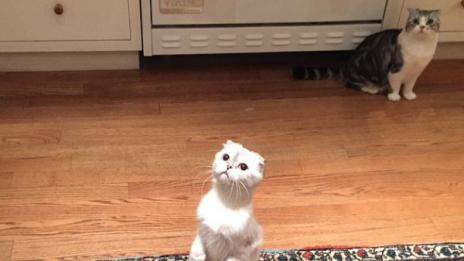 Калвин Харис сподели снимка на котките на Тейлър Суифт