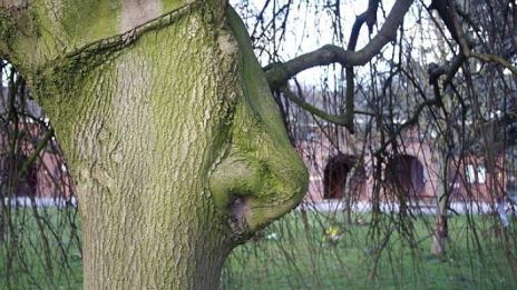 Най-странните дървета, които някога сте виждали