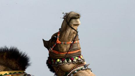 Камилски фестивал за прически в Индия