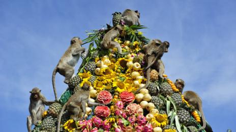 На шведска маса с хиляди макаци