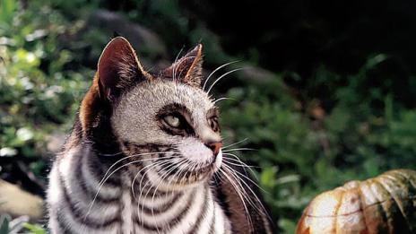 Котки за чудо и приказ