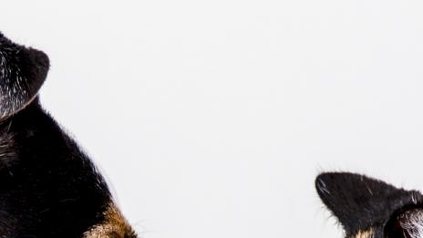 Подходящ домашен любимец според зодията