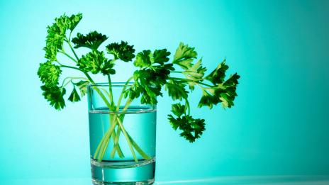 Вода от кориандър за отслабване