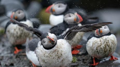 Редки птици водят туристи в Североизточна Англия