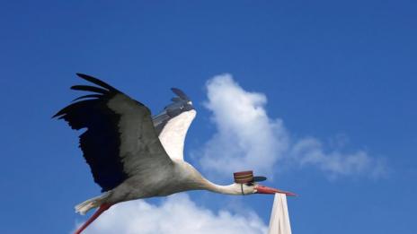 Митове за бебетата