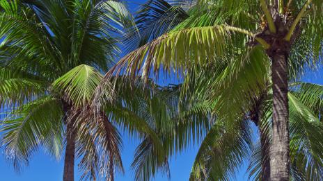 Интересни факти за Ямайка – част първа