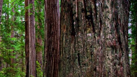 Най-високите дървеса на планетата Земя: Редууд, Калифорния