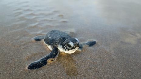 Стаж мечта: Безплатен престой на Малдивите