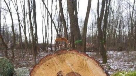 Изкуство по случайност: Шедьоврите на Природата