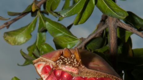 Нар вместо виагра?