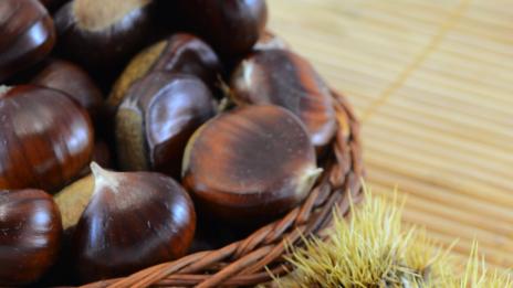 Кестените – неизчерпаем източник на здраве