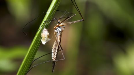 Защо комарите най-често нахапват глезените на хората