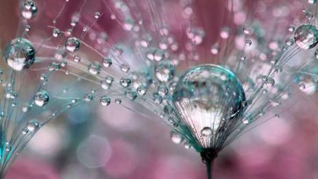 Магия от роса и глухарчета