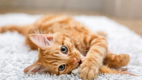 Котката вкъщи носи някои ползи за здравето ви