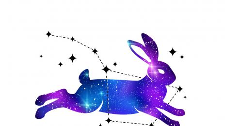 Годината на Жълтата Земна Свиня: Заек