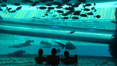 Да плуваш с акули