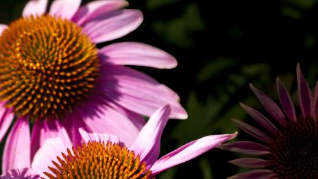 Natural Factors: Ново поколение здравословни продукти от Канада