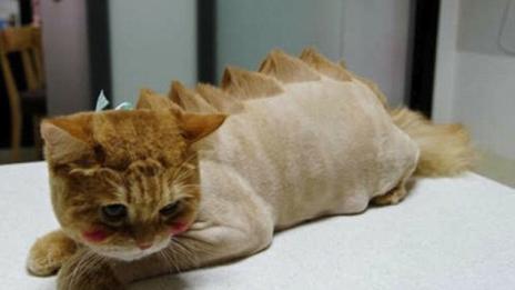 Новите „прически“ на домашните любимци