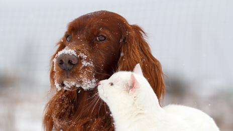 Домашният любимец разкрива характера ви