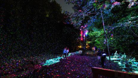 Светеща гора предлага магическо изживяване