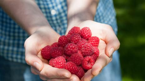 Яжте малини, ако искате да станете баща