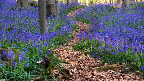 Синята гора в Белгия