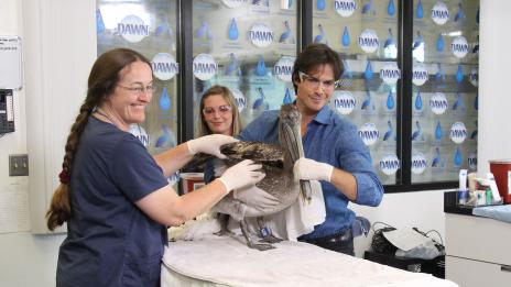 Иън Сомърхолдър помага на диви животни