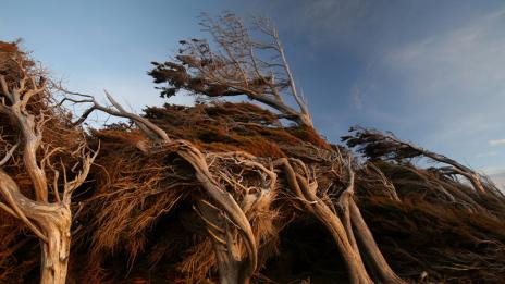 Усукани дървета, „погалени“ от вятъра