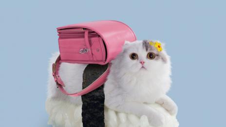 Суши серия с котки в главна роля