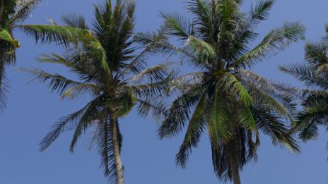 Летни рокли