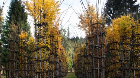 Магическата катедрала от живи дървета