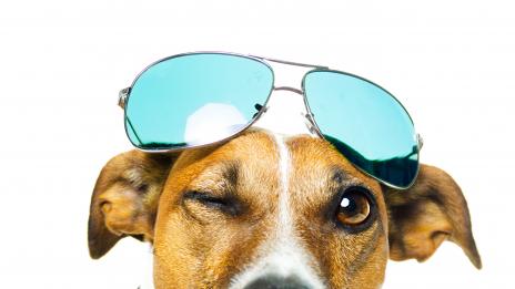 Нова мода, наречена „petsie“ заменя селфитата